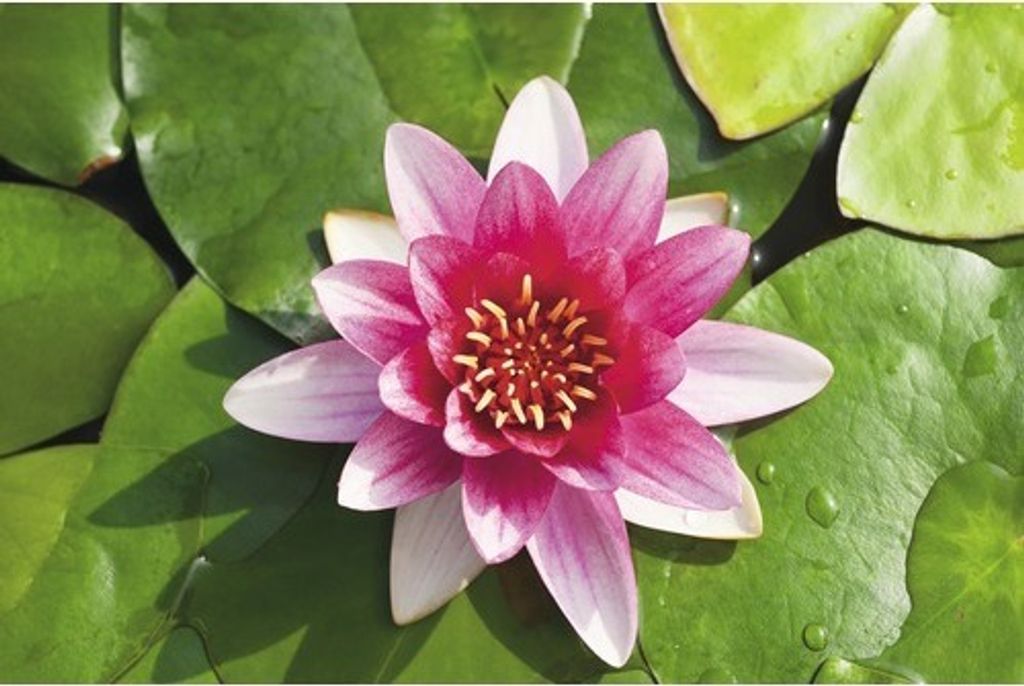 Zwergseerose FloraSelf Nymphaea pygmea 'Rubra' Ø 11 cm Topf Produktbild 