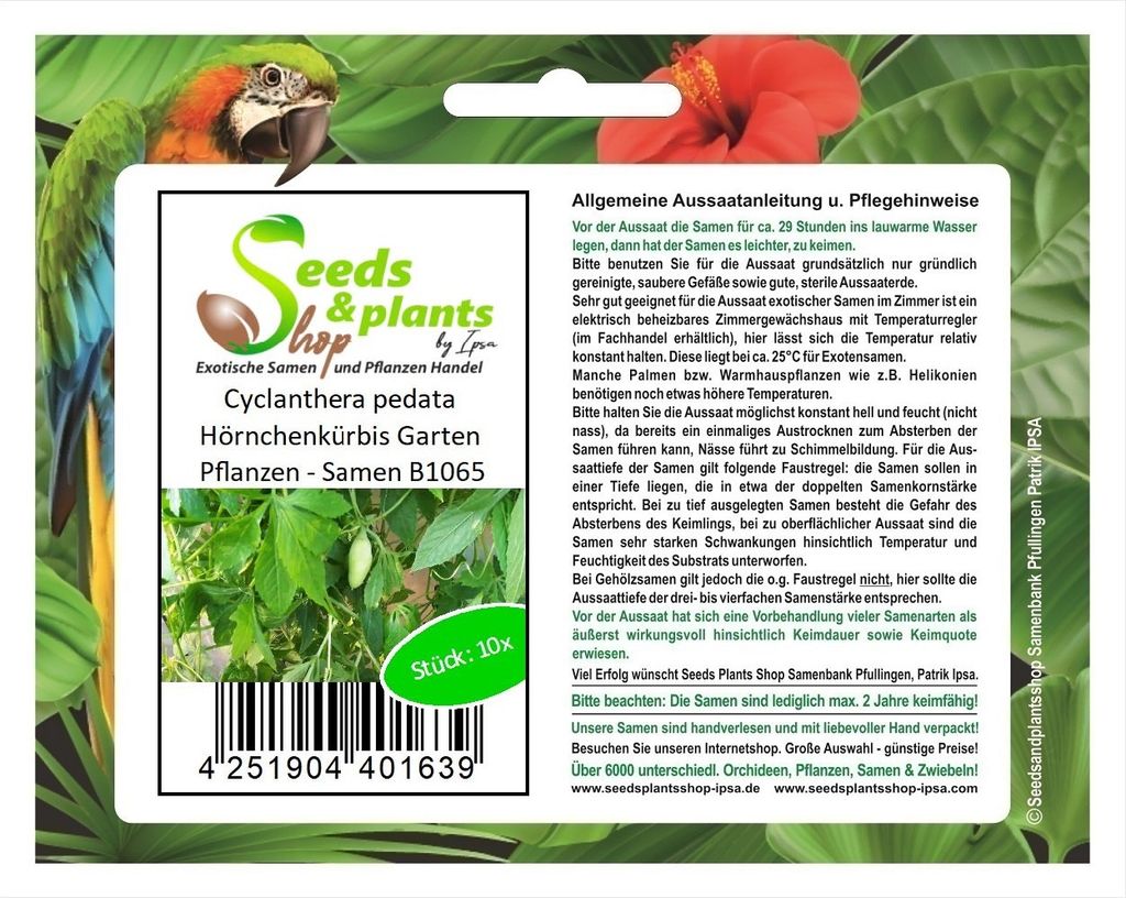 10x Cyclanthera pedata Hörnchenkürbis Garten Pflanzen - Produktbild 