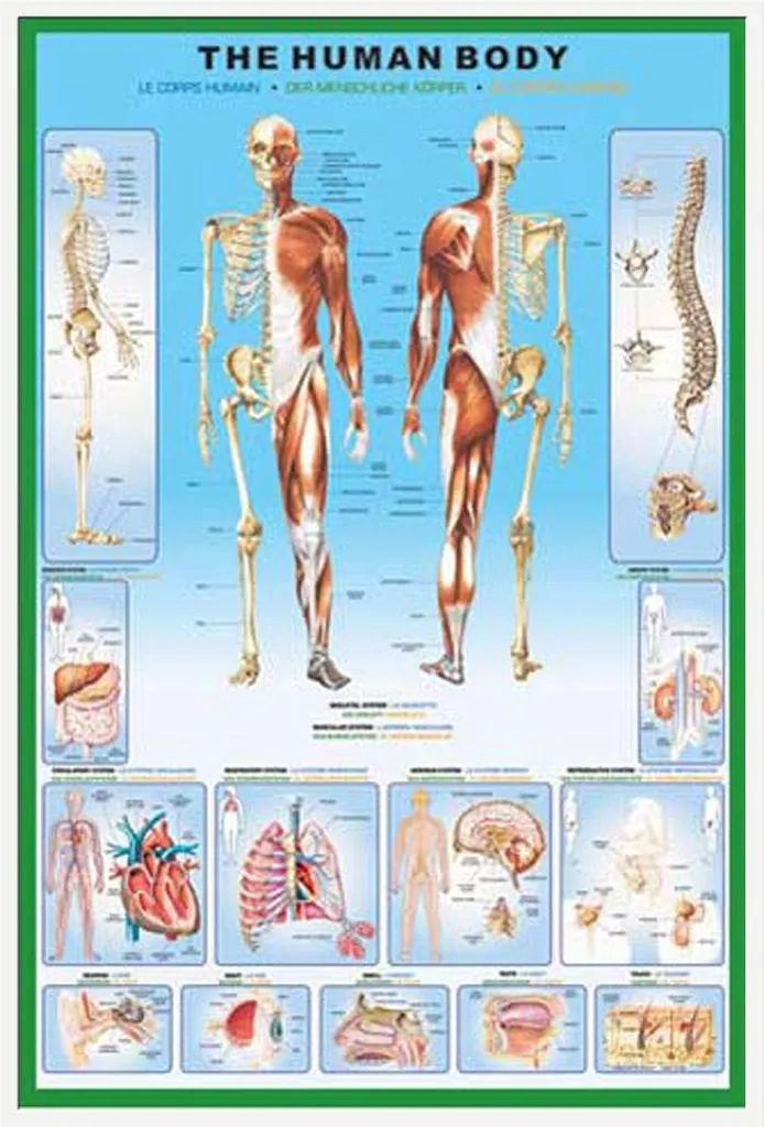 Affiche Anatomie Corps Humain Shinsuke - Cadre Clip Blanc Incassable