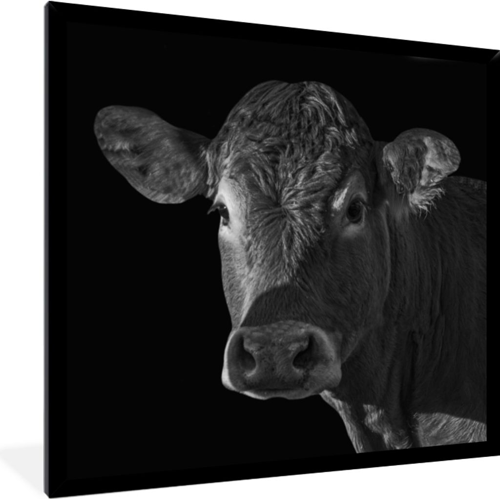 MuchoWow® Gerahmtes Poster Kuh - Tiere - Schwarz - Weiß - Produktbild 