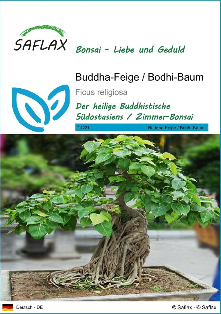 SAFLAX - Buddha-Feige / Bodhi-Baum - Ficus religiosa - 100 Produktbild 