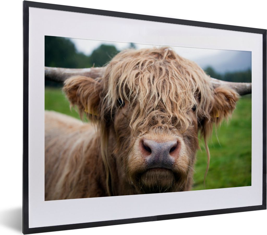 MuchoWow MuchoWow Gerahmtes Poster Schottische Hochlandrind-Kuh - Landschaft - Nahaufnahme 40x30 cm - Poster mit zchwarzem Bilderrahmen - Bilde...