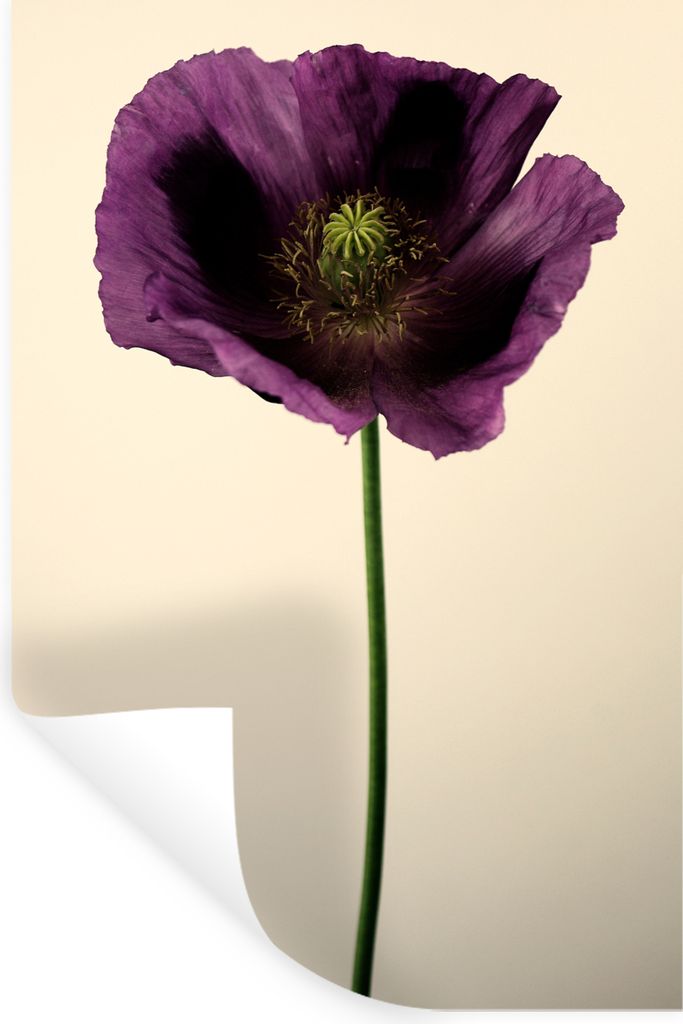 MuchoWow Wandtattoo Wandsticker Wandaufkleber Nahaufnahme eines violetten Mohns 80x120 cm Selbstklebend und Repositionierbar - Repositionierbar -...