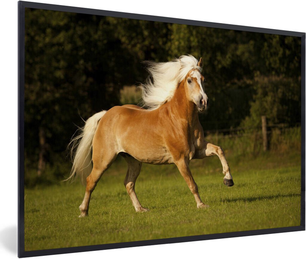 MuchoWow Gerahmtes Poster Haflinger Pferd im Galopp 60x40 cm - Poster mit Schwarzem Bilderrahmen Wandposter Rahmen Foto Bilder - Printing - Wandd...