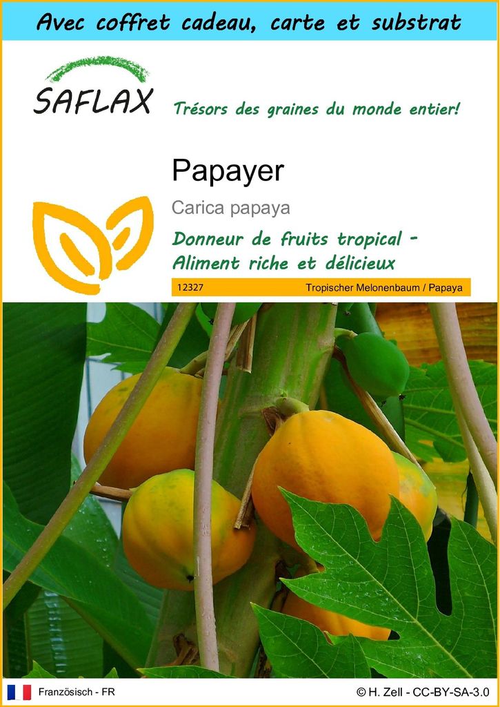 SAFLAX Ensemble-cadeau - Papayer - 30 graines - Carica Image du produit 