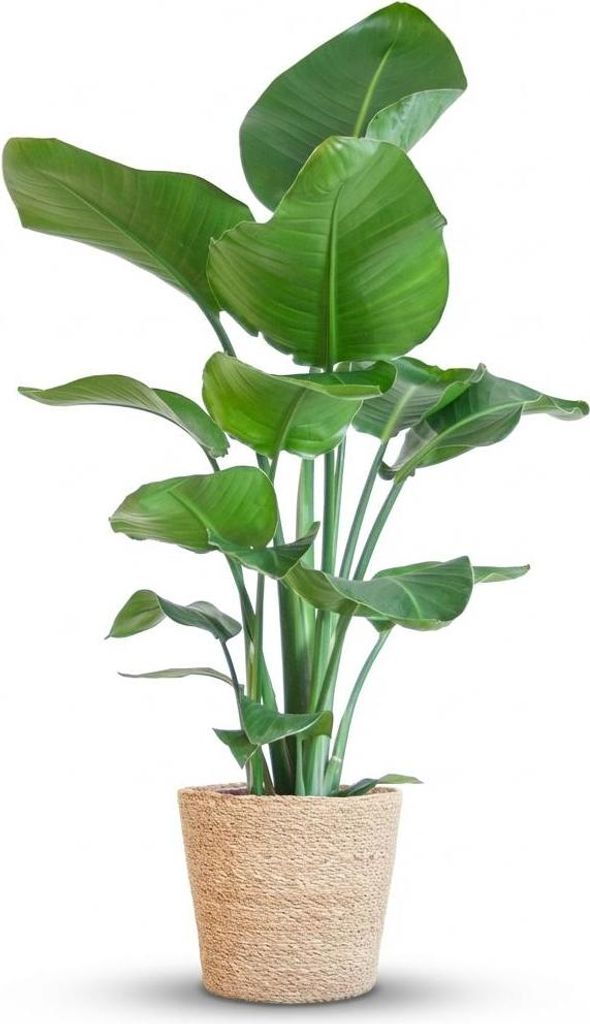 Green boutiQ - Zimmerpflanze - Paradiesvogelblume - Produktbild 