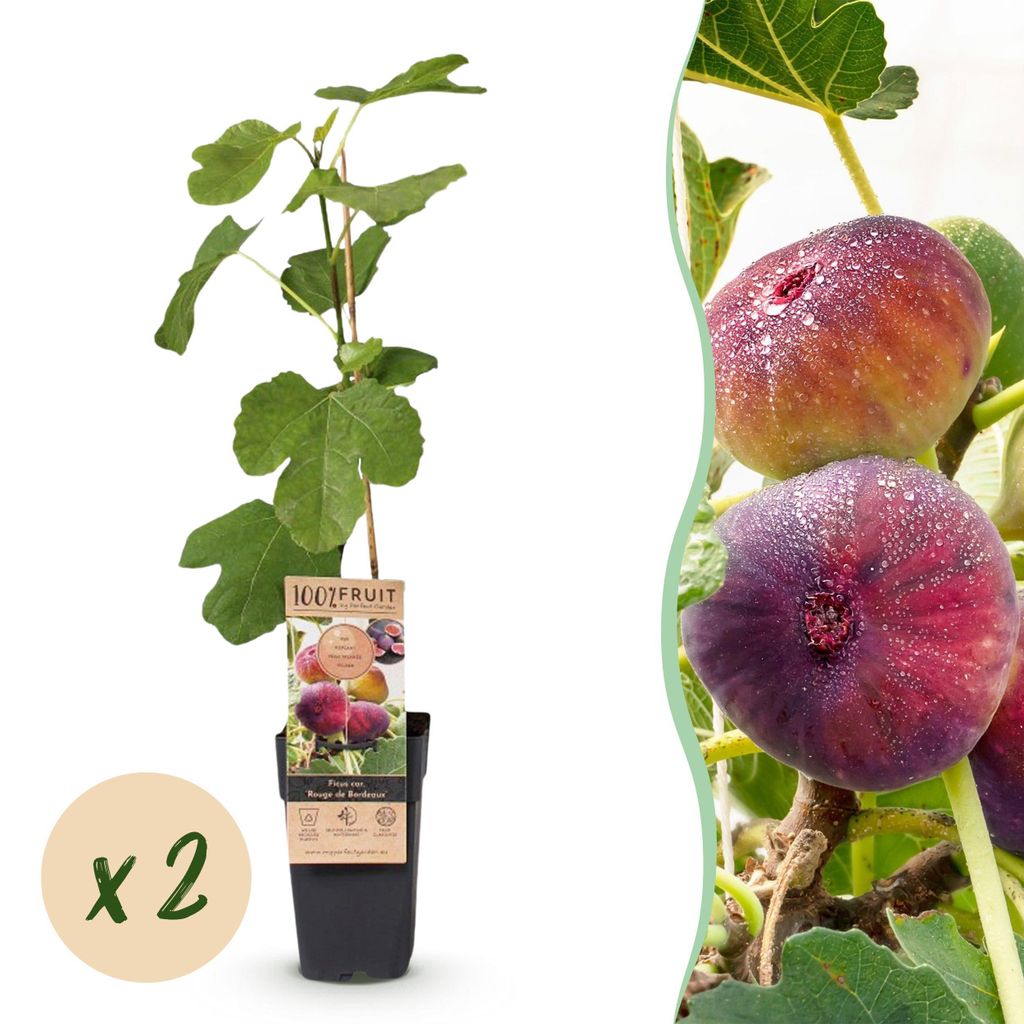 Ficus carica Rouge de Bordeaux - drzewo figowe - Zdjęcie produktu 