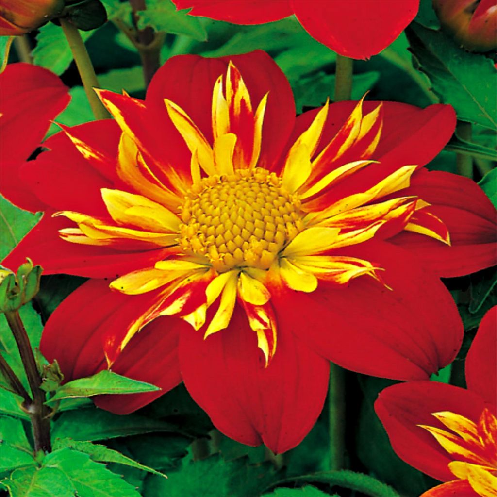 Dahlie Knolle Blüten Sommerblumen Anemonenblütige Dahlie La Gioconda 1 St.