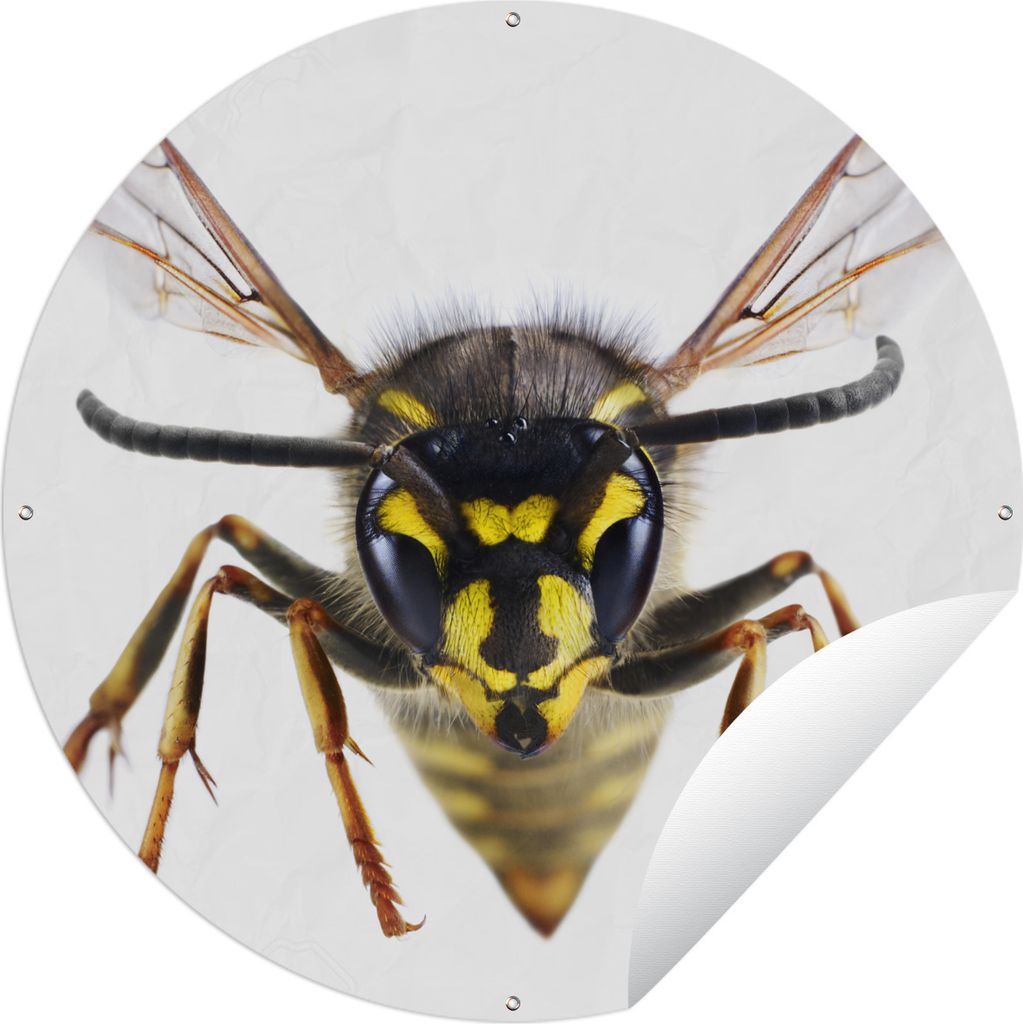 MuchoWow Gartenposter Outdoor-Poster Rund Nahaufnahme einer Wespe Ø 90 cm Gartendeko Rundes Poster draußen