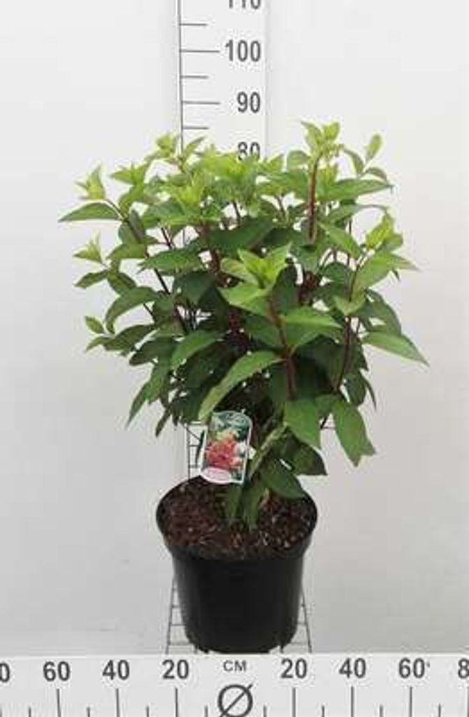 Hydrangea pan. 'Pinky Winky' - Rispenhortensie 60- 80 cm Container