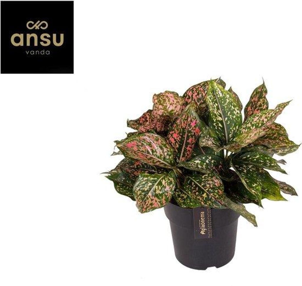 Aglaonema-Pflanze mit rosaflecktem Blätterwerk