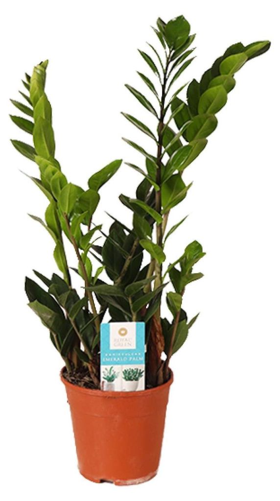 Zamioculcas Zamiifolia - 35-45cm - Ø14cm - Zimmerpflanze - Immergrün