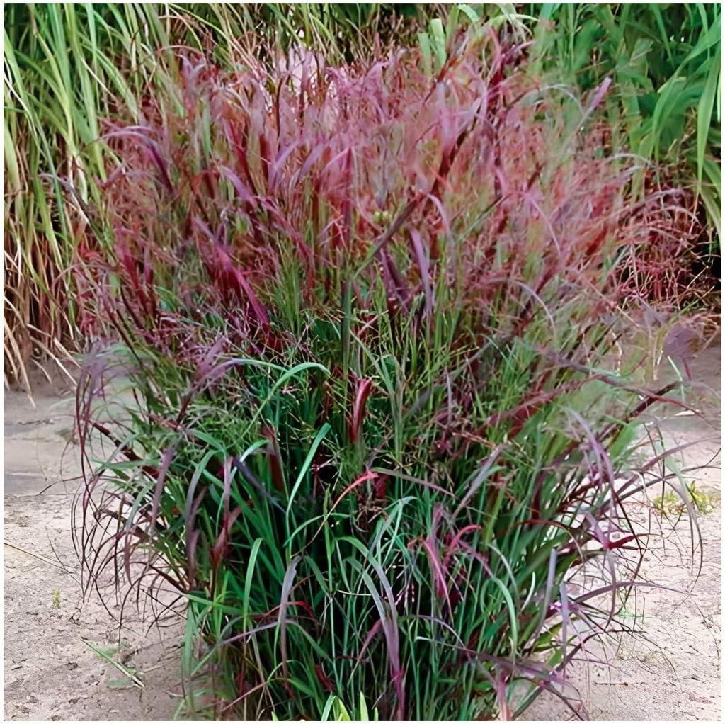 Stauden Gänge 1 x Panicum virgatum 'Squaw' im 1 Liter Topf Produktbild 
