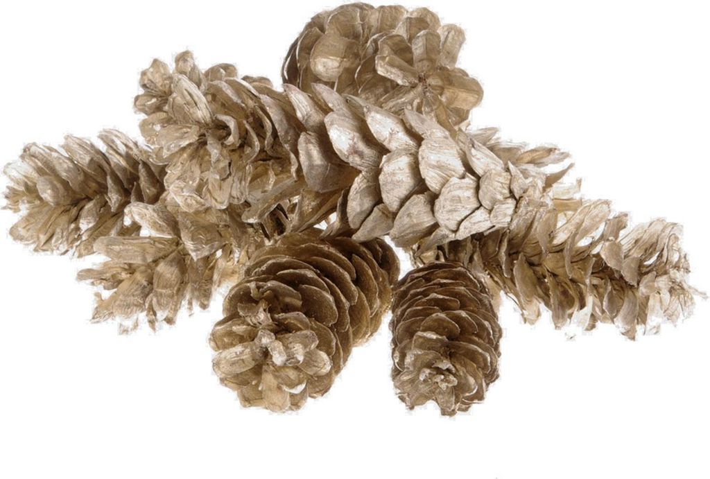 Weymouthzapfen - Platingold Metallic - ca. 9-13 cm - 1 VE = 20 Stück - 29982