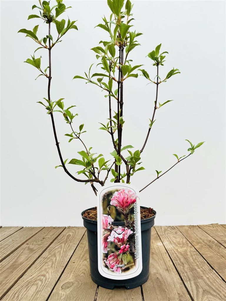 Viburnum bodnantense 'Dawn', Duft-Schneeball, rosa Blüten, 40–60 cm