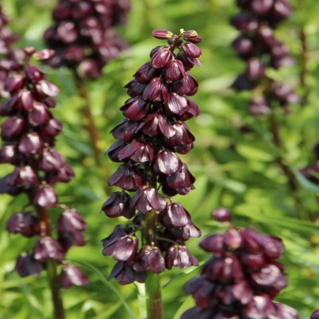 Květinové cibuloviny Cibuloviny Květiny Fritillaria Chess Obrázek produktu 