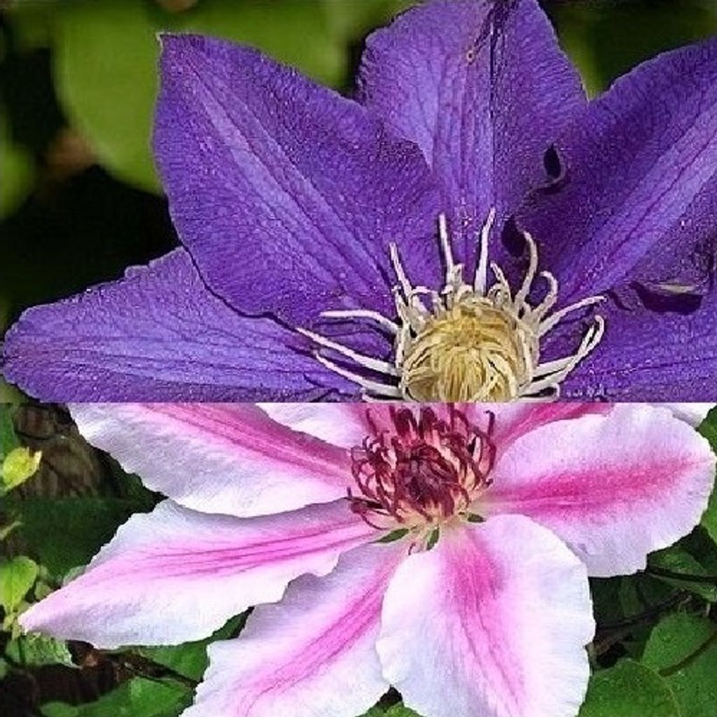 A close-up view of two clematis flowers, one purple and one pink and white, with green foliage in the background.