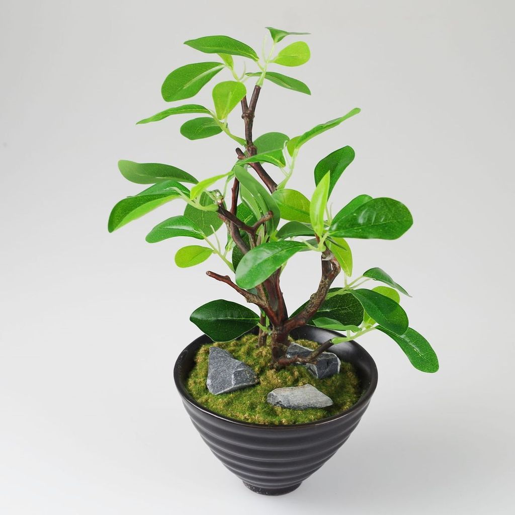 Dekopflanze grün in Keramikschale 30cm Ficus Grünpflanze Feige Kunstpflanze