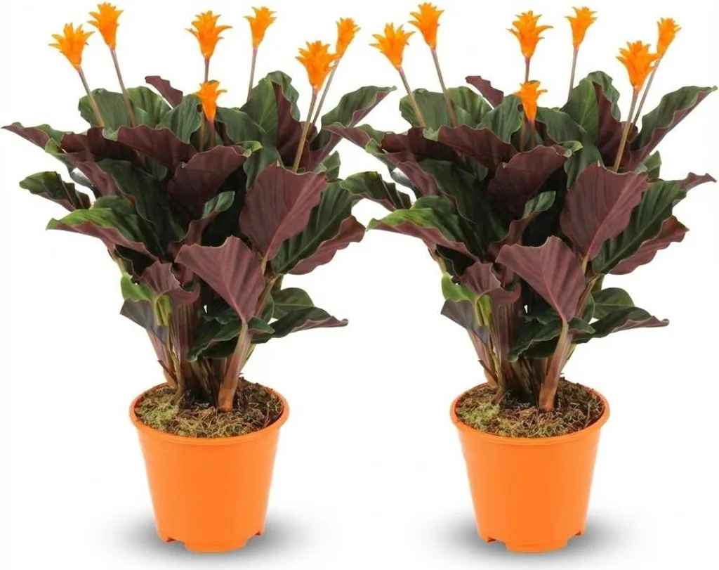 Calathea Crocata Exotique - Fleurs Orange et Feuillage Dense - 45 cm
