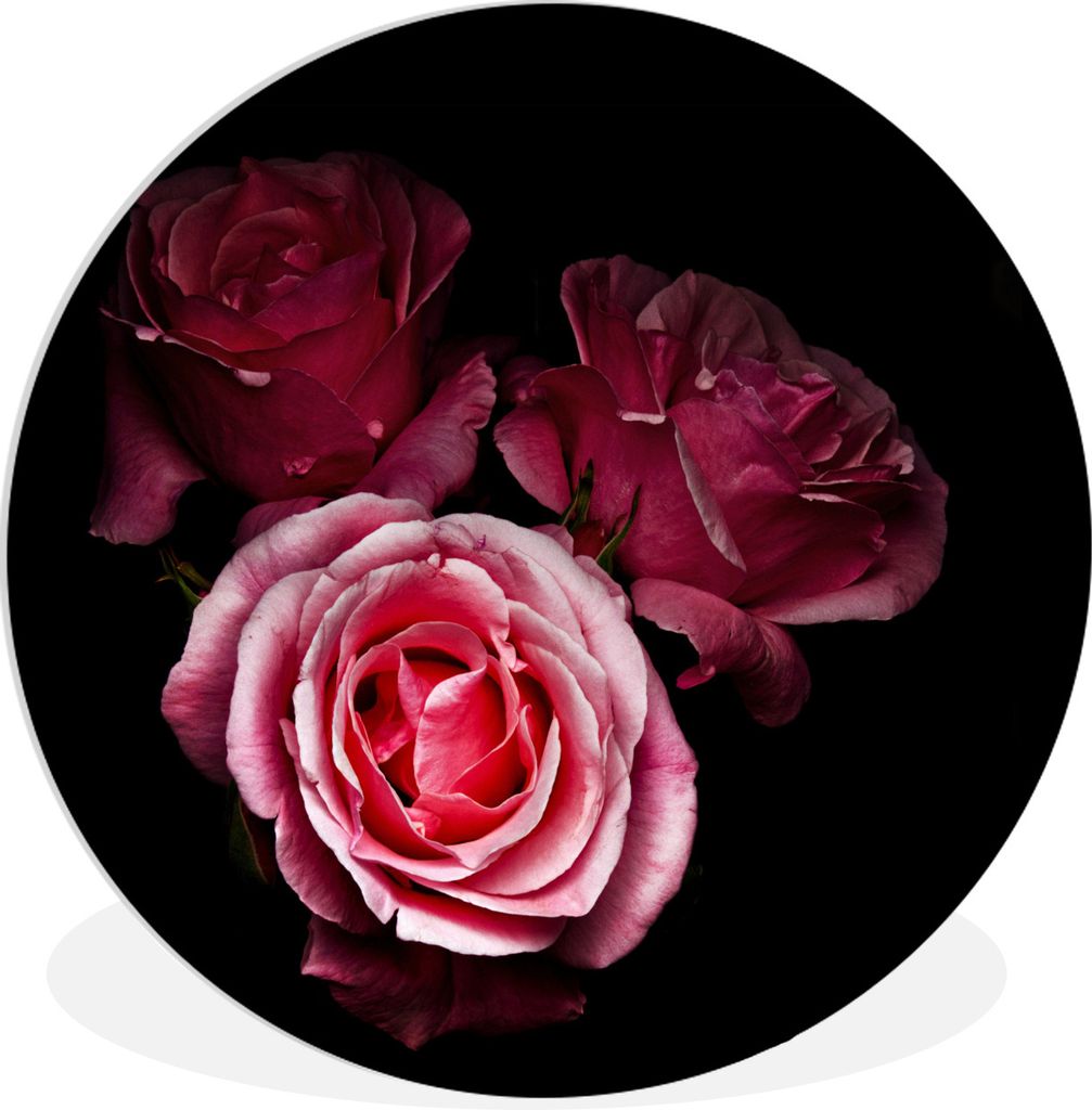 MuchoWow Rundes Wandbild - Runde Bilder Ein Foto von rosa Rosen mit schwarzem Hintergrund Ø 60 cm Kreis Wanddekoration Kunststoff - Wandkreis - ...
