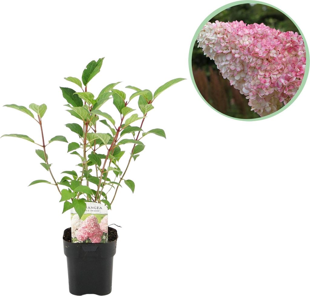 GreenboutiQ - Rispenhortensie - Hydrangea panniculata Produktbild 