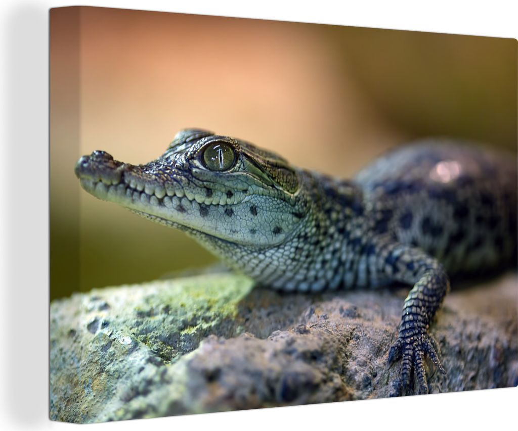 OneMillionCanvasses - Leinwandbilder - 140x90 cm, Krokodil - Baby - Steine, Wandbilder Kunstdruck Wanddekoration - Foto auf Leinwand - Gemälde a...