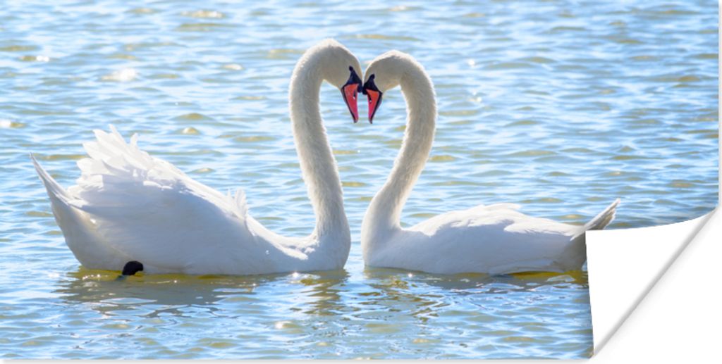 MuchoWow Poster Vögel - Schwan - Wasser - Liebe - Sonne 160x80 cm - Foto Poster