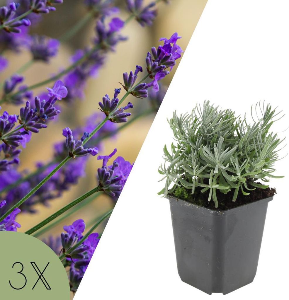 Lavendel Hidcote, Set mit 3 Pflanzen, Lavandula angustifolia Hidcote, winterhart und mehrjährig