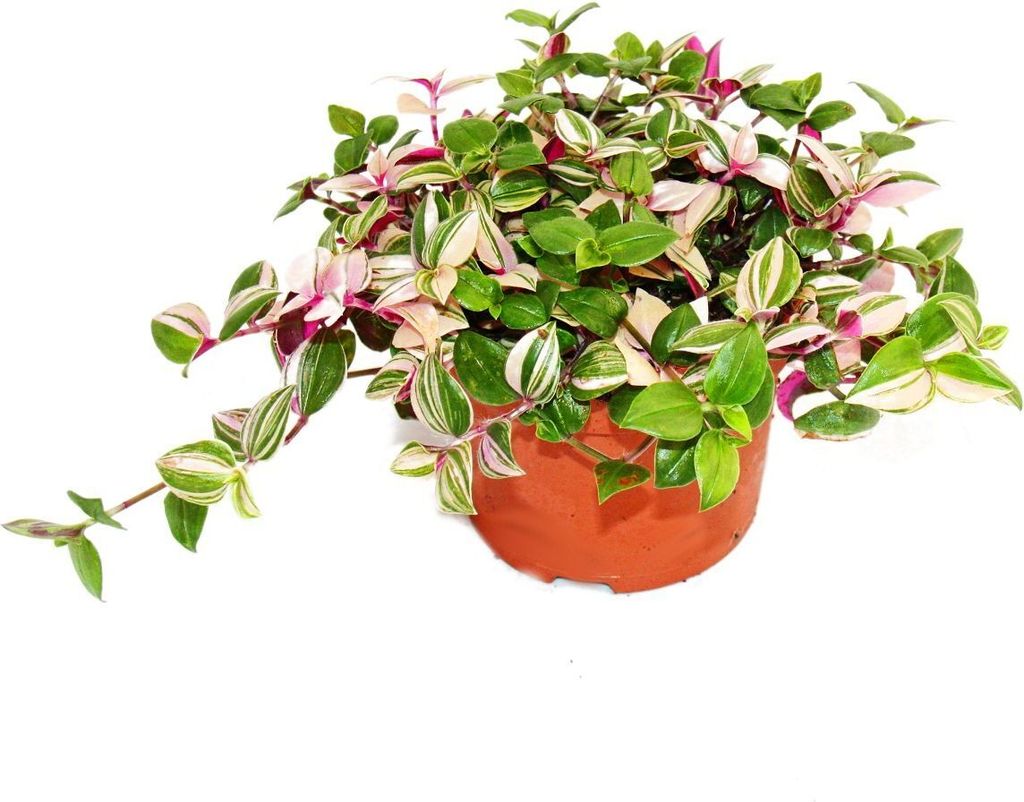 Exotenherz - fleur à trois mâts - Tradescantia quadricolor Image du produit 