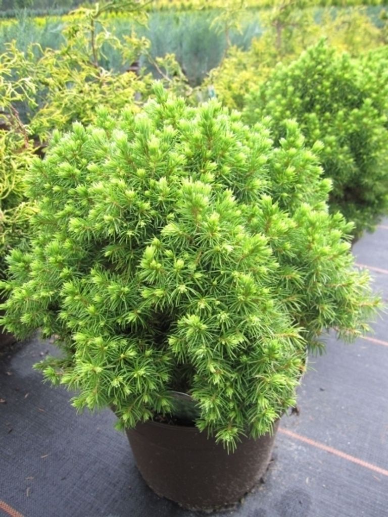Picea glauca Alberta Globe - Kugelfichte Alberta Globe - 15-20