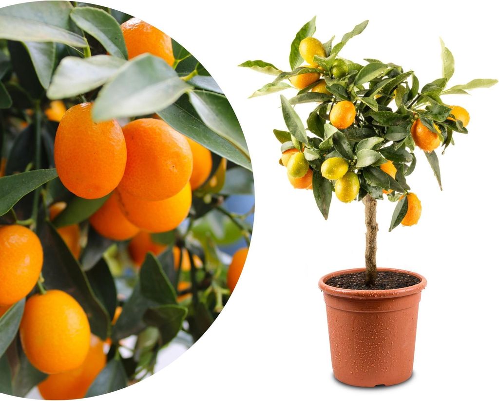 Meine Orangerie Mini-Zitruspflanze im Ø15 cm Topf – Kumquat – Höhe inkl. Topf ca. 40–50 cm – Mediterranes Flair für Balkon & Wohnung