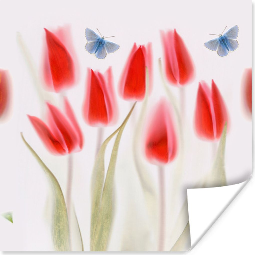 MuchoWow Poster Bild von roten Tulpen 75x75 cm - Wand Dekoration