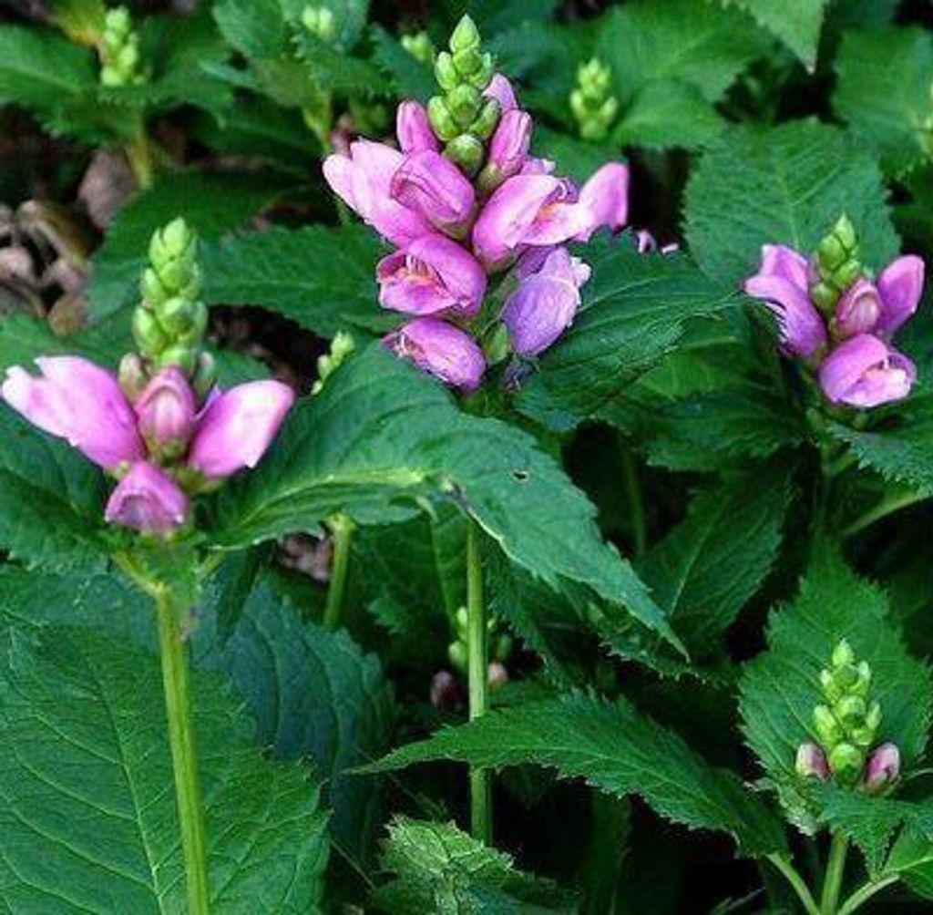 6 x Chelone obliqua - Schlangenkopf - Topf 9 x 9 cm