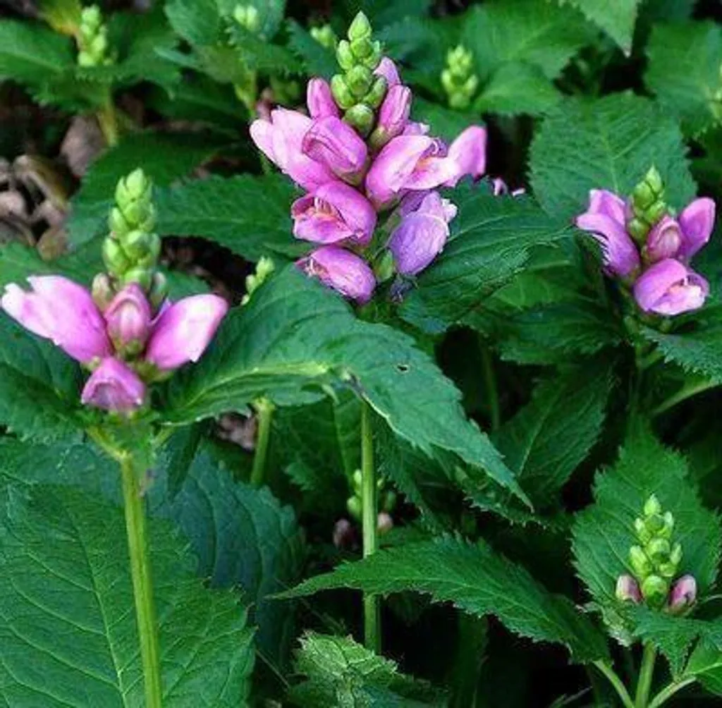 Plante vivace Chelone obliqua - Tête de serpent pour massif et berge