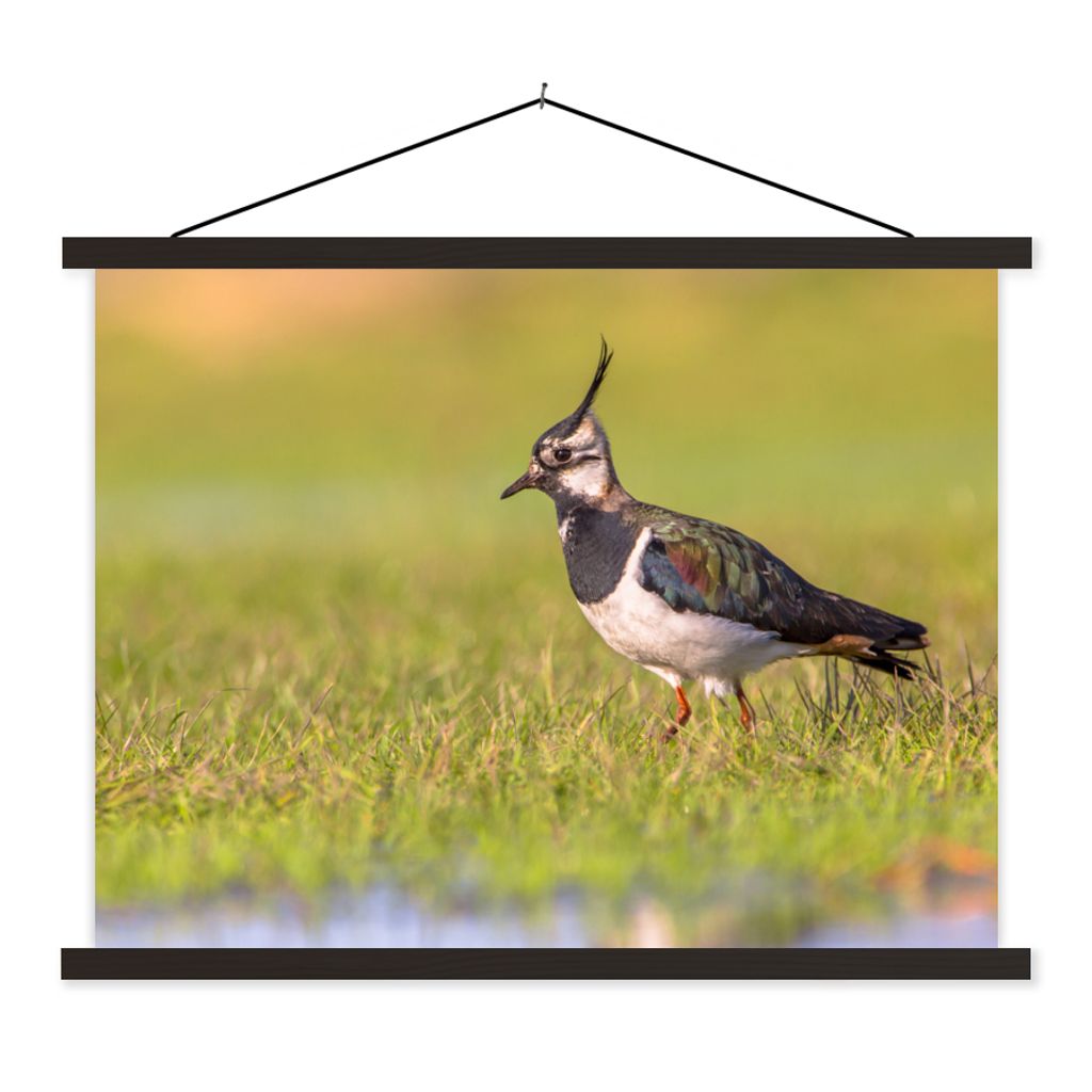 MuchoWow Textilposter Vogel - Gras - Natur - Tiere - Kiebitz 60x45 cm mit schwarzem Rahmen - Poster Schlafzimmer