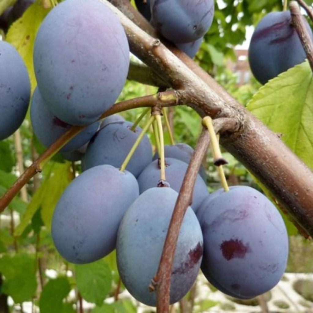 Zwetsche 'Wangenheims Frühzwetsche'