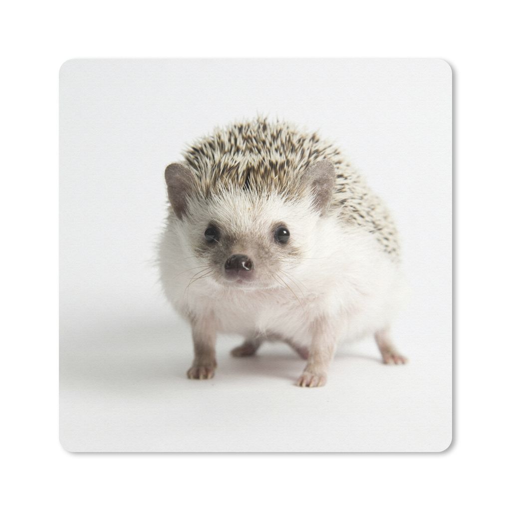 MuchoWow Mauspad Mousepad Igel - Weiß - Nase 20x20 cm - Mousepads - Maus Mat - Pad - Mausunterlage - Desk Mat - Bureauartikeln