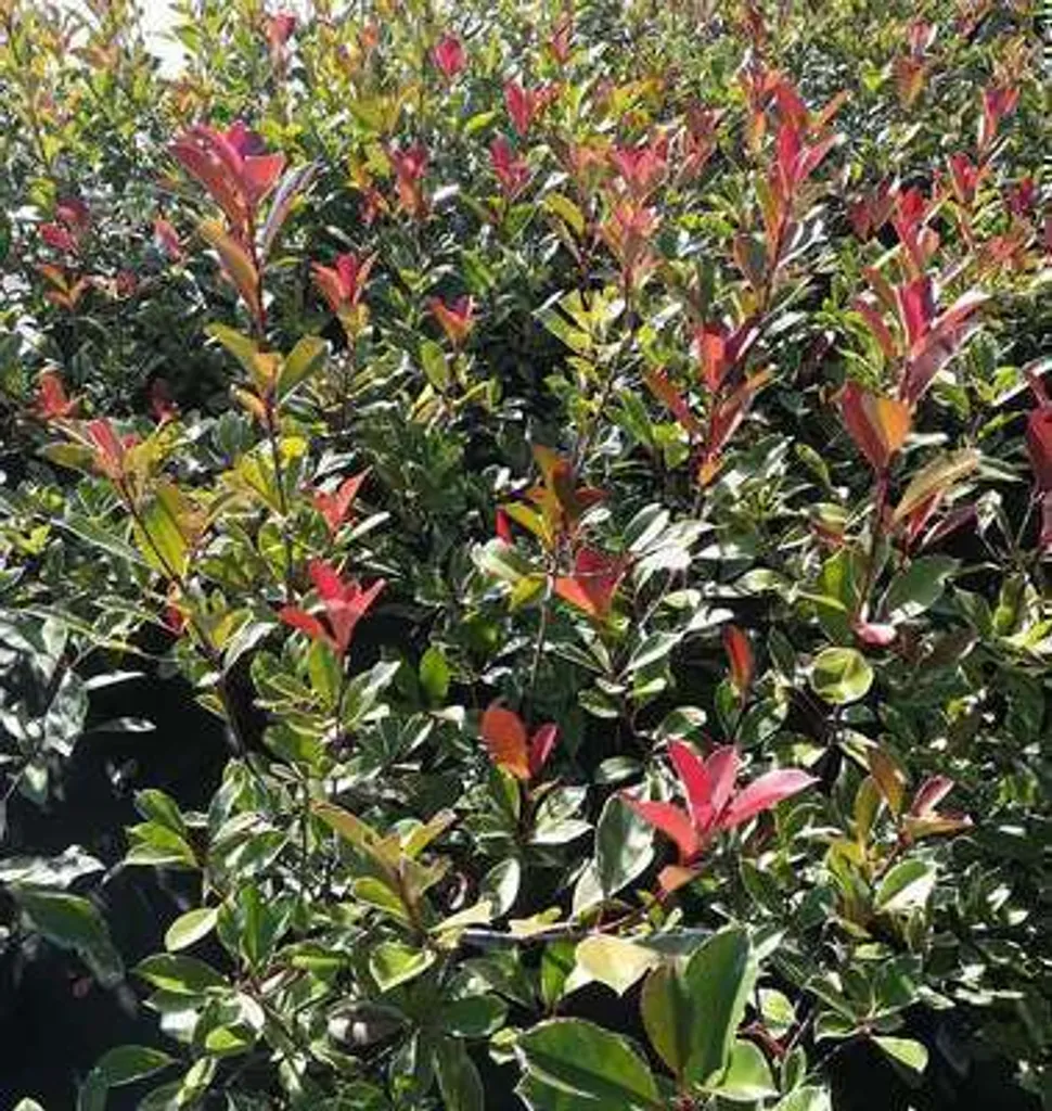 Photinia fraseri Pink Marble Cassini - Néflier blanc-vert 40-60 cm - 2