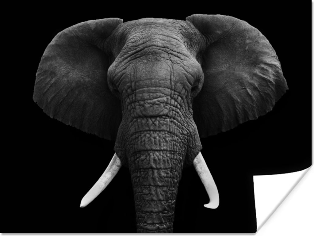 MuchoWow Poster Elefant - Wildtiere - Schwarz - Weiß - Porträt 80x60 cm - Kunst für zu Hause