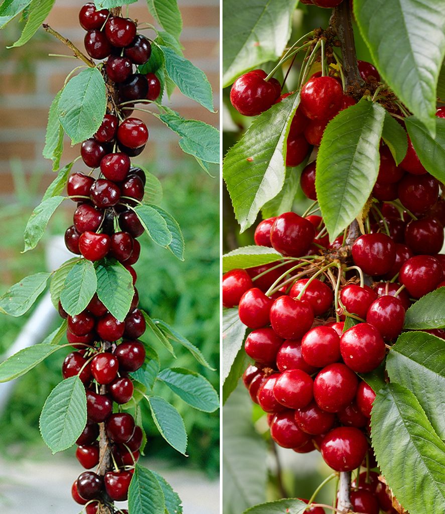 A split image showing two close-up views of cherry trees with ripe cherries and green leaves.