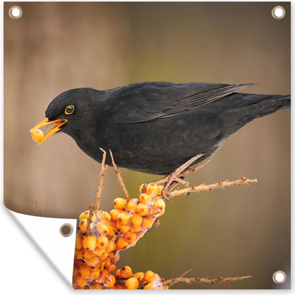 MuchoWow 50x50 cm Outdoor-Poster Gartendeko Sichtschutz Garten Poster für den Garten Vogel - Amsel - Winter - Eis - Beere
