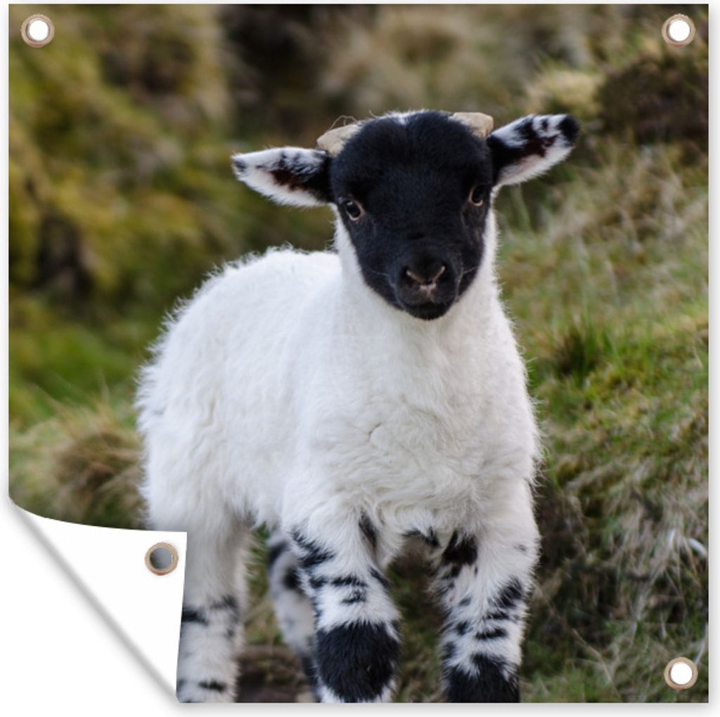 MuchoWow 100x100 cm Outdoor-Poster Gartendeko Sichtschutz Garten Poster für den Garten Lamm - Schwarz - Weiß - Tupfen