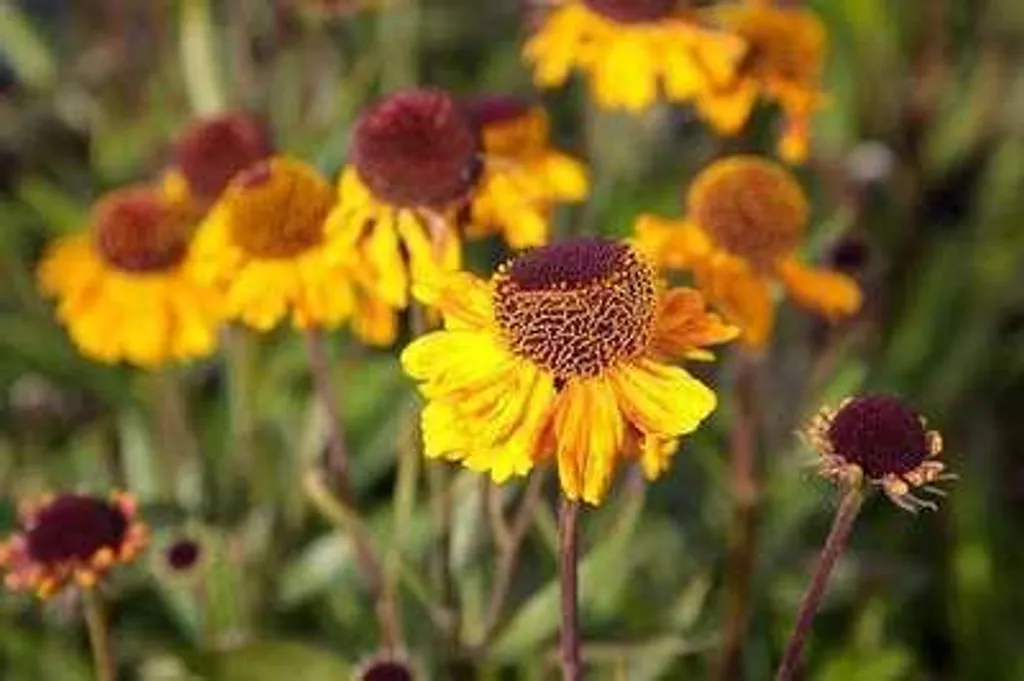Hélénie Carmen : Plantes vivaces rouges en lot de 6 pour vos massifs