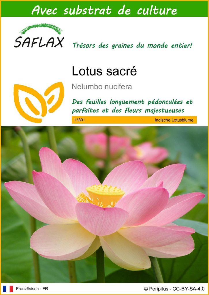 SAFLAX  - Lotus sacré - 8 graines - Avec substrat - Nelumbo Image du produit 
