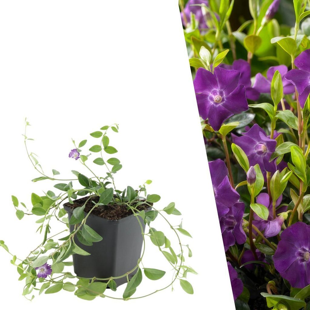 Plants by Frank | 12 Purpur Immergrün Pflanzen | Vinca Produktbild 