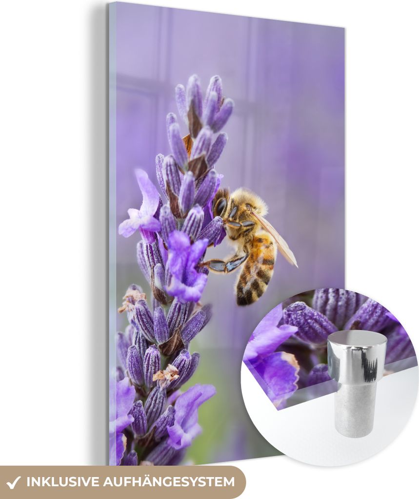 MuchoWow Glasbilder - Bilder auf Wandbild - Foto auf Glas Biene auf Lavendel 20x30 cm Wanddekoration aus Glas - Acrylglasbild - Acrylbilder - Acryl...