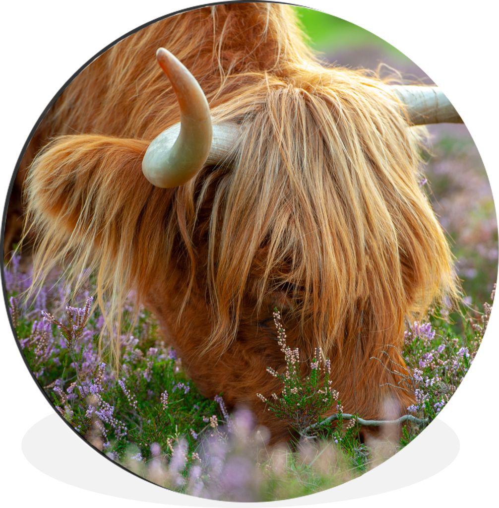 MuchoWow Aluminium Wandkreis Schottischer Hochländer - Hörner - Heidekraut Ø 30 cm Wanddeko Modern Wohnzimmer - Wand Bild - Wohnzimmer - Runde...