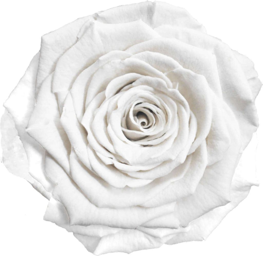 Infinity Rose L Ø5cm konserviert stabilisiert haltbar Rosenkopf ewige Rosenblüte 1 St. Weiß (whi01)