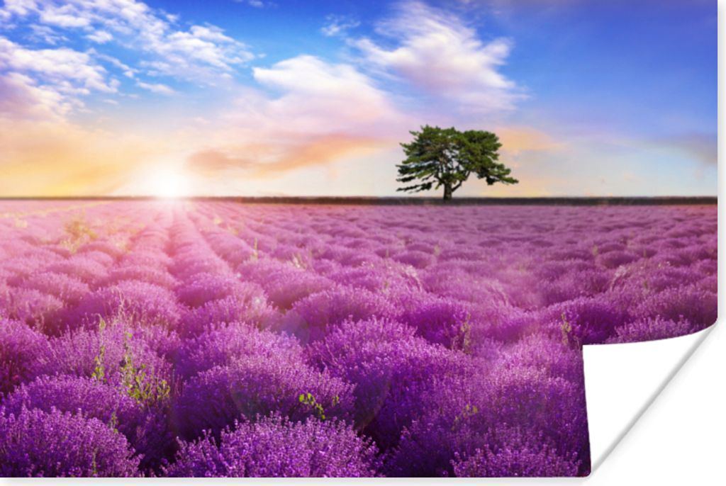 MuchoWow Poster Lavendel - Baum - Sonnenuntergang - Lila 120x80 cm - Bilder