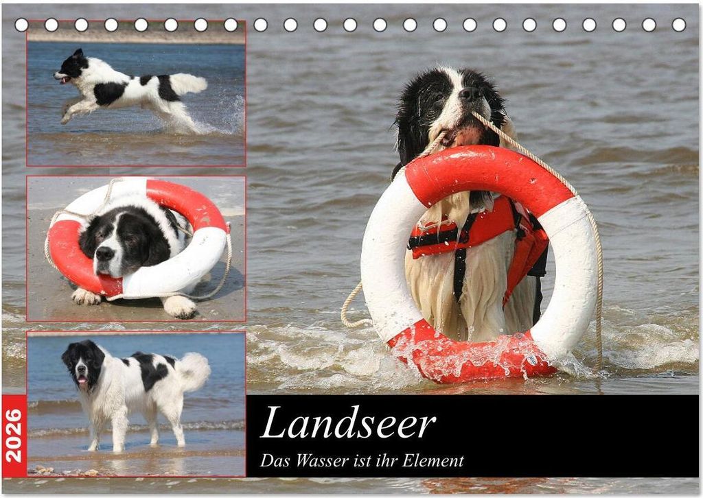 Landseer - Das Wasser ist ihr Element (Tischkalender 2026 DIN A5 quer), CALVENDO Monatskalender